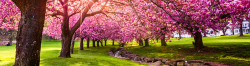 trees with pink flowers